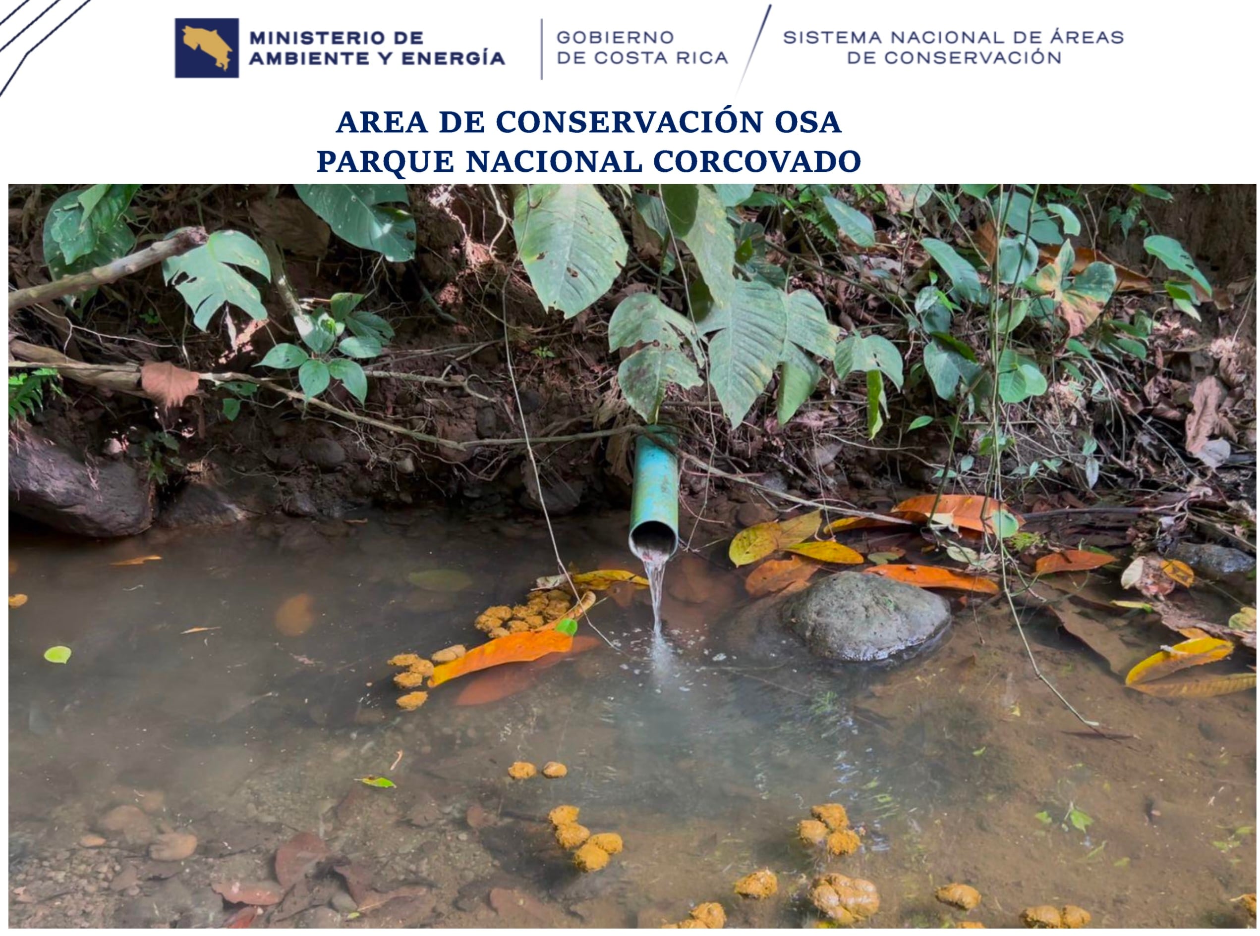 Detalle gráfico de materia fecal flotando en el río Camaronal la tarde del 11 de mayo anterior, tal y como se detalló en un informe de gira y visita de técnicos del Sinac sobre los efectos en ese cauce de la planta de tratamiento de la Estación Biológica Sirena en el Parque Nacional Corcovado.