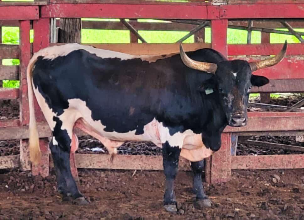 El Oso Ganadería 3X