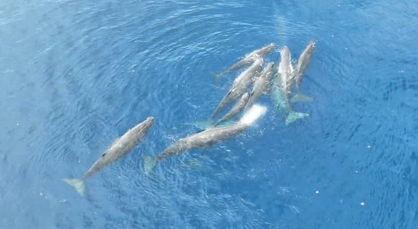 Captan por primera vez el nacimiento de un cachalote con parto asistido por animales de su propia especie