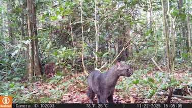 Jaguarundi reaparece en zona protegida de Brasil y cámaras captan al felino por primera vez