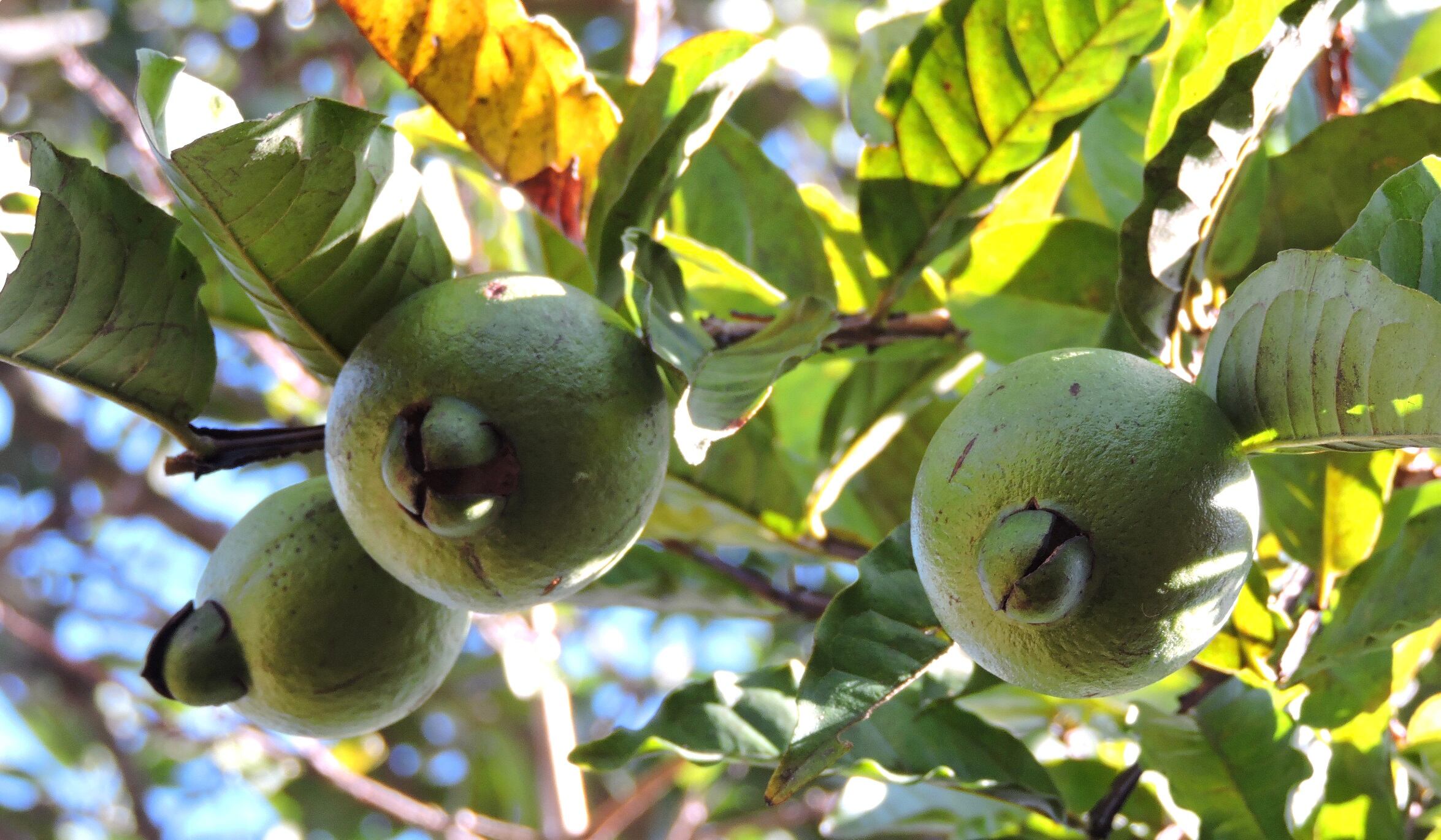 Pulpas Cañón es la Pymes de esta familia de El Guarco de Cartago que se ha dedicado en los últimos años a la producción y venta de pulpas en el país y ahora en el extranjero.