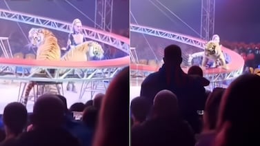 Tigre salta al público tras caída de red en circo de Rusia y genera momentos de tensión: vea los videos