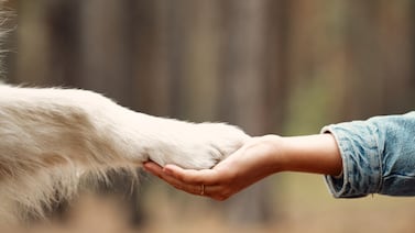 Veterinarios advierten sobre mascotas: ‘Estamos viendo enfermedades que hace años no veíamos, relacionadas con una mala nutrición’