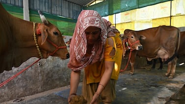 Familias en India recurren al excremento de vaca para cocinar ante falta de gas licuado