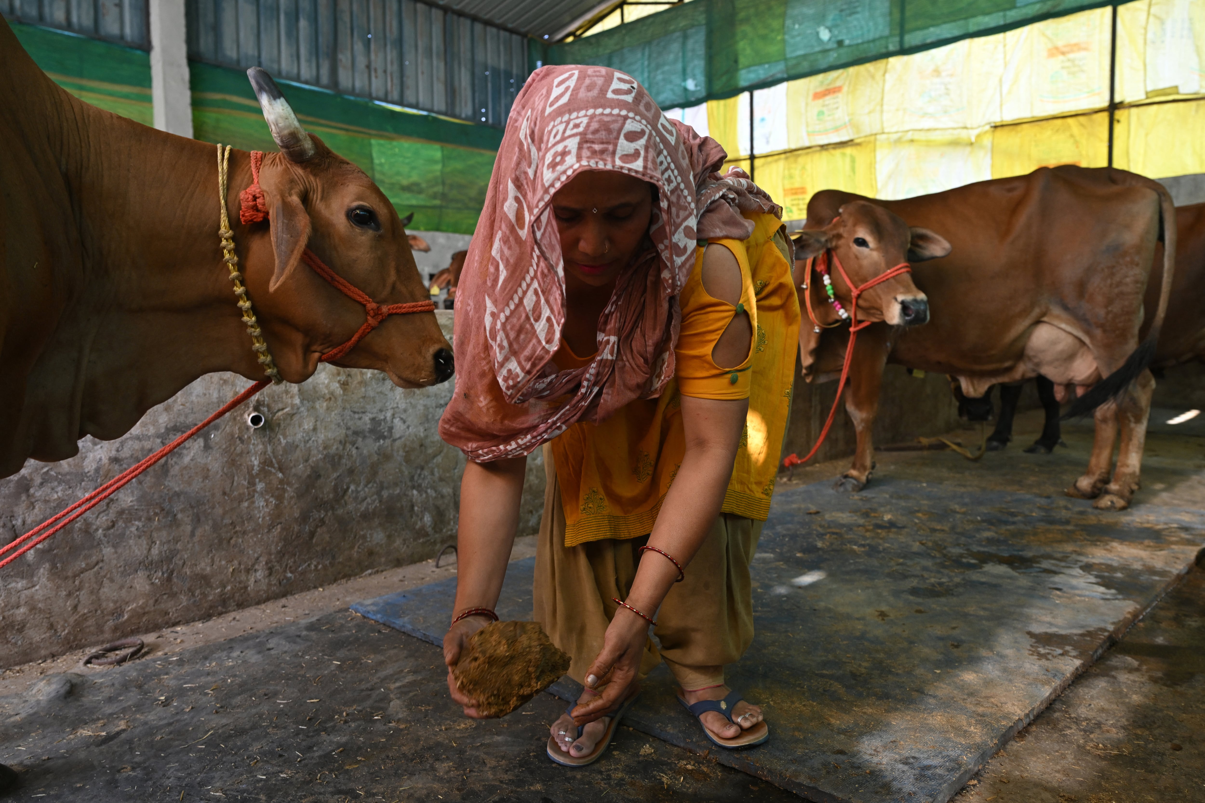 This photograph taken on April 24, 2026 shows a villager collecting cow dung from her cattle stable near her residence in Uttar Pradesh's Bulandshahr district. Across much of India, an energy crunch caused by the Iran war has prompted long queues for cooking gas cyclinders. However, since the 1980s India has also promoted biogas as a low-cost rural energy source, subsidising more than five million "digester" units that convert farm waste into methane for cooking, and nitrogen-rich slurry for fertiliser. (Photo by Arun SANKAR / AFP)