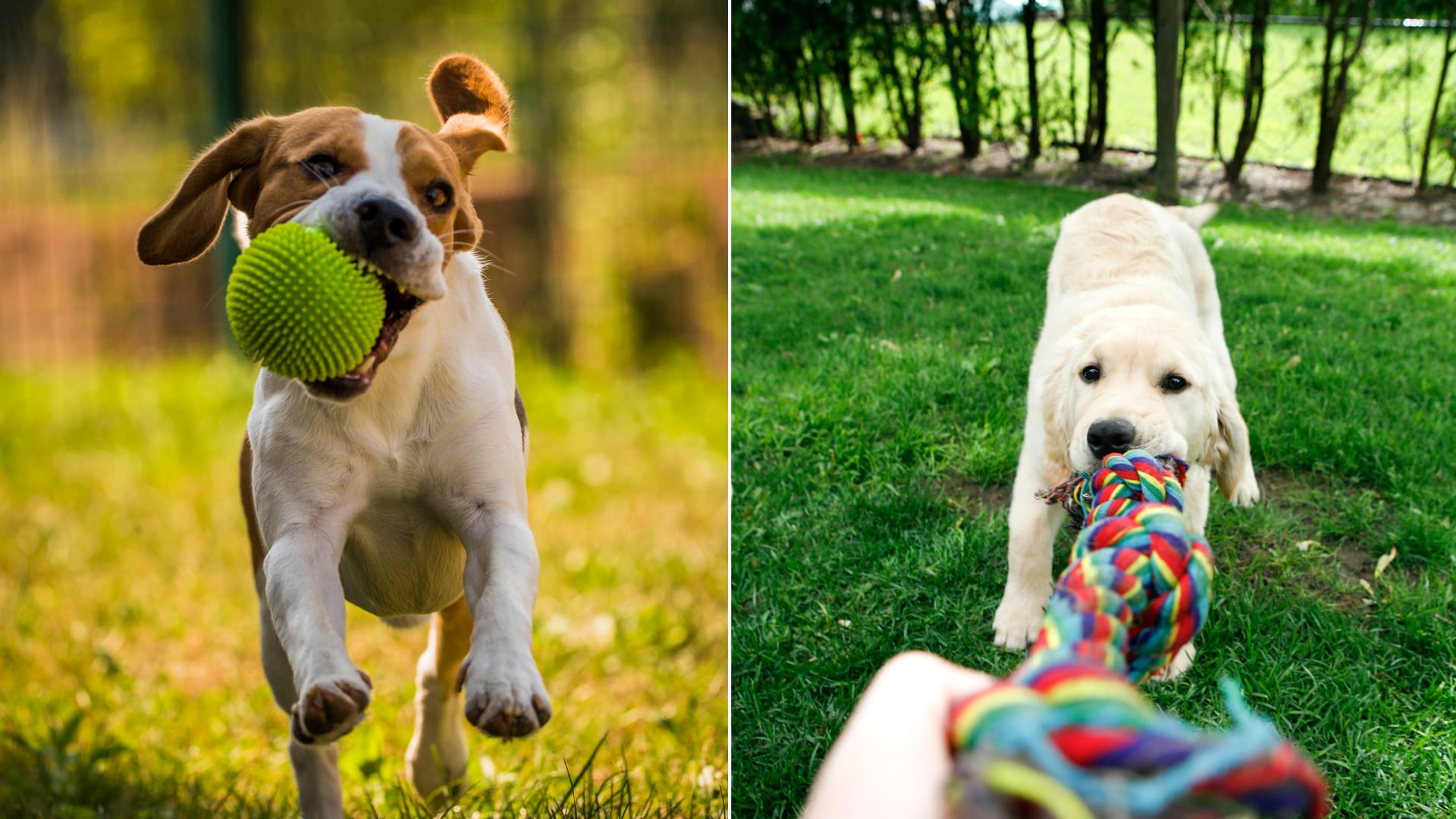 Investigadores hallaron que jugar con el perro fortalece más la relación emocional que el entrenamiento tradicional.