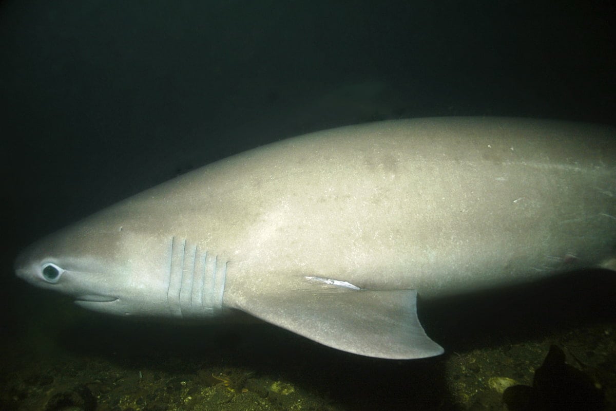 El hallazgo de tiburones ancestrales en aguas poco profundas abrió una oportunidad única para estudiar la especie.