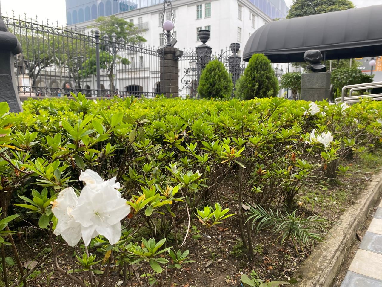A lo largo de la historia del Teatro Nacional se han sembrado distintos tipos de plantas en los jardines. Foto: del autor.