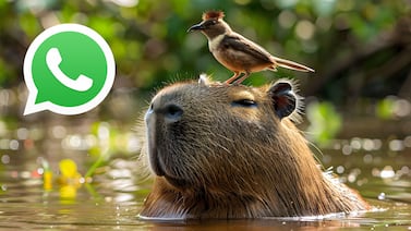 Así puede activar el ‘modo capibara’ en WhatsApp en febrero de 2026