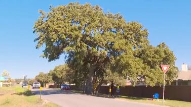 ¿Por qué Estados Unidos está pagando casi un millón de dólares para replantar un árbol a 400 metros de su ubicación original?