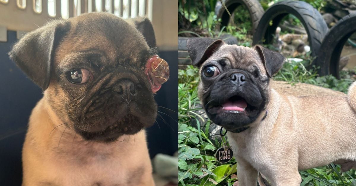 En la imagen hay dos fotografías. La de la izquierda muestra un perro de raza pug con un ojo en estado de putrefacción debido a la negligencia y falta de cuidado de un criadero clandestino. A la derecha se muestra al mismo perro sin el ojo, luego de una cirugía.