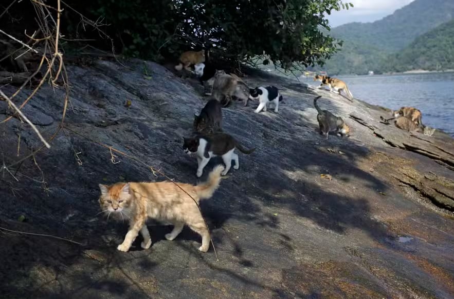 La Isla Furtada concentra cientos de gatos abandonados. Expertos estudian posibles impactos ambientales y sanitarios vinculados a la toxoplasmosis.