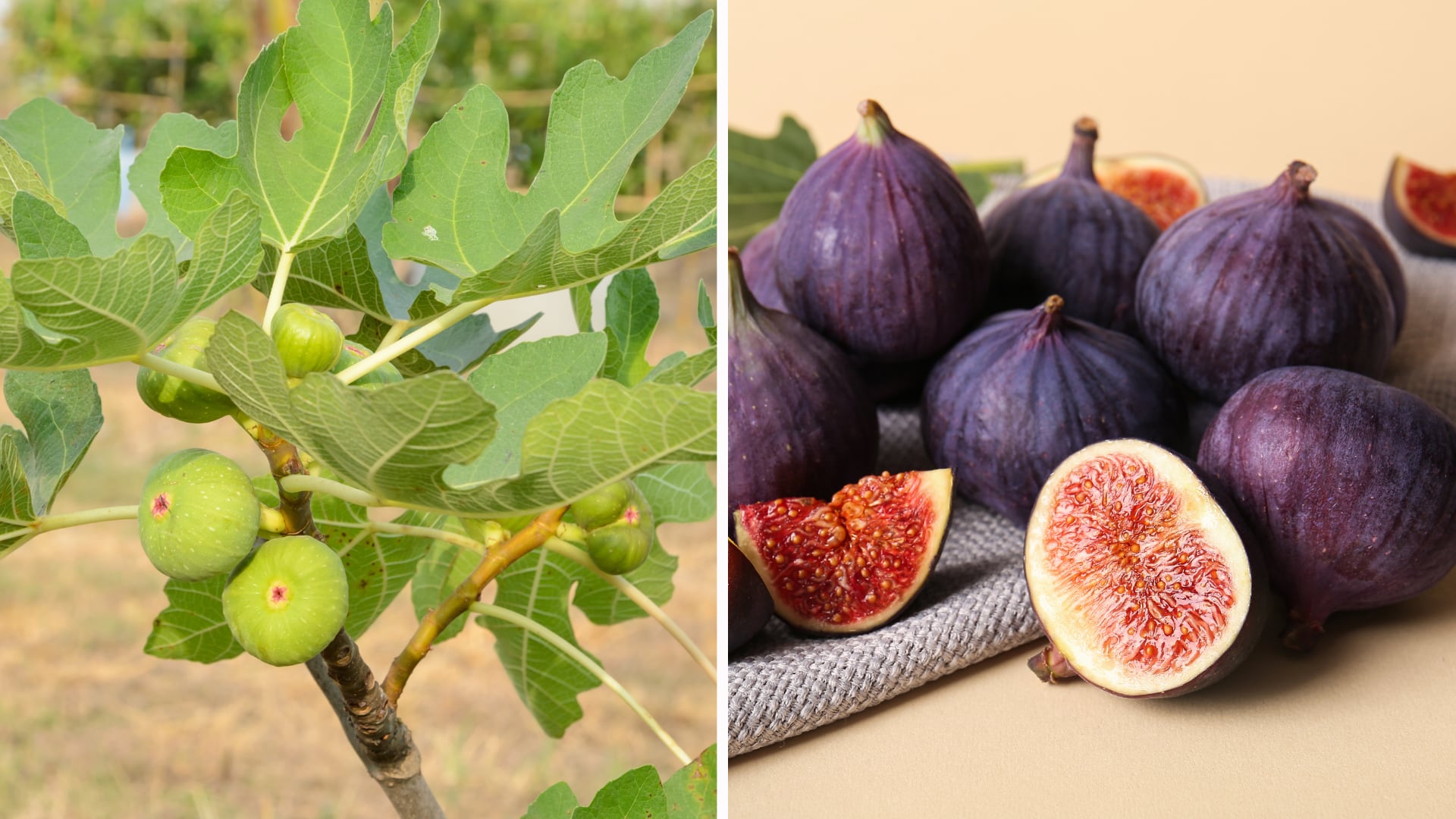 Rico en fibra y polifenoles, el higo puede apoyar la digestión, el apetito y el control de la glucosa.