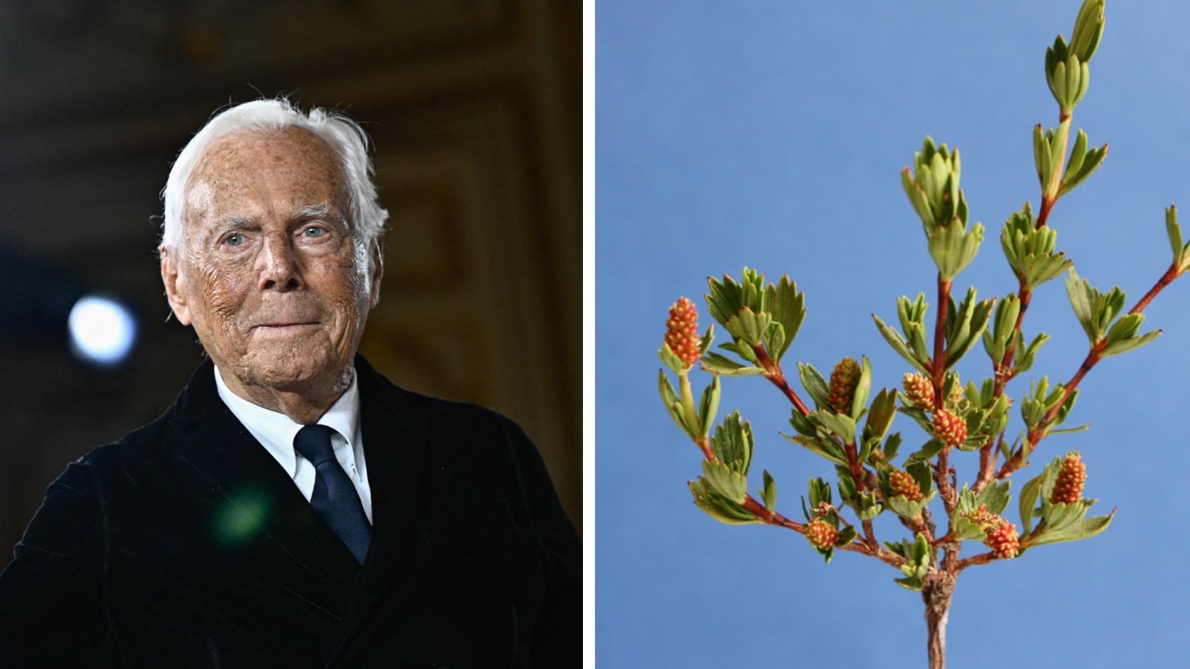 Una planta que vuelve a la vida tras secarse fue clave en la fórmula de Giorgio Armani para combatir el envejecimiento.