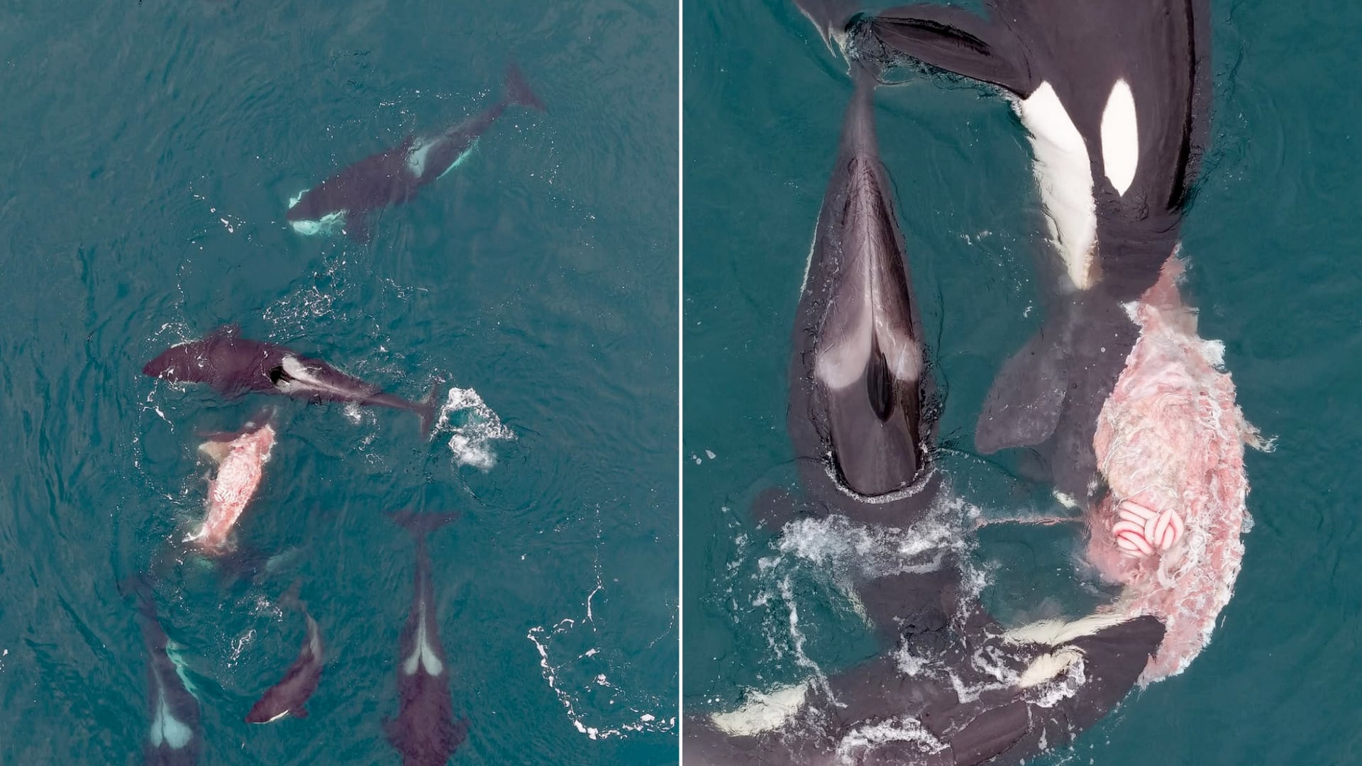 Orcas cazaron a una cría de ballena franca en El Doradillo y el hecho quedó grabado por primera vez en la historia, según científicos argentinos.