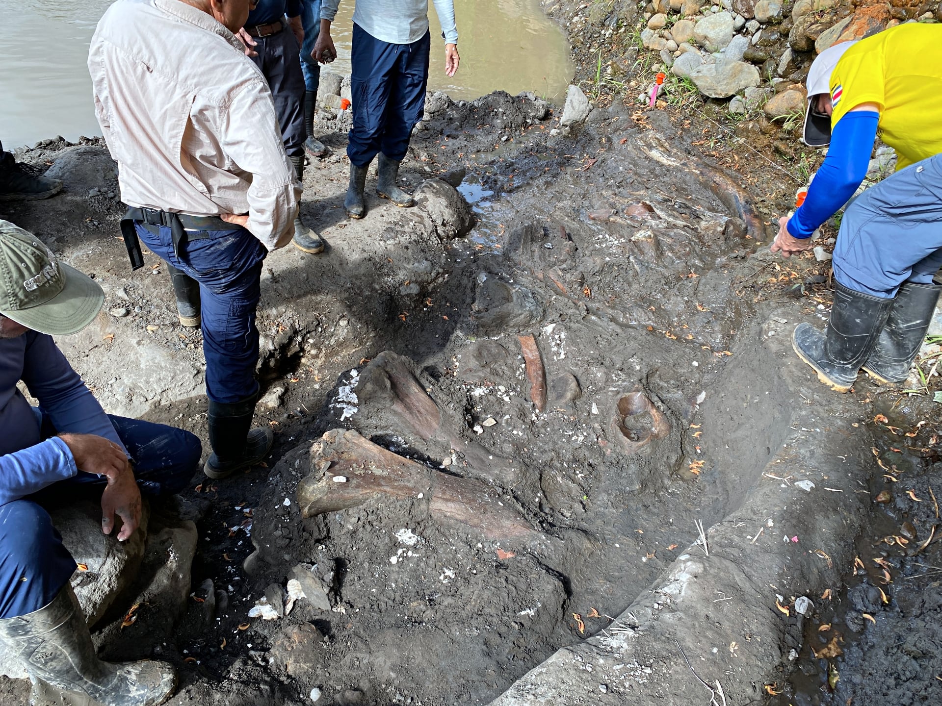 Detalle de un hueso fósil de perezoso gigante, familia Megatheriidae, similar a los ejemplares que han permitido a la ciencia identificar nuevos géneros prehistóricos en Costa Rica y confirmar su papel como puente biológico continental.