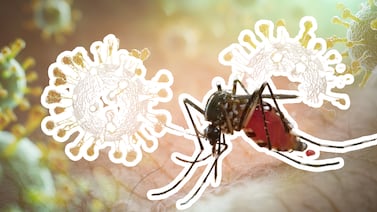 Malaria en Costa Rica: casos, riesgos y cómo prevenirla