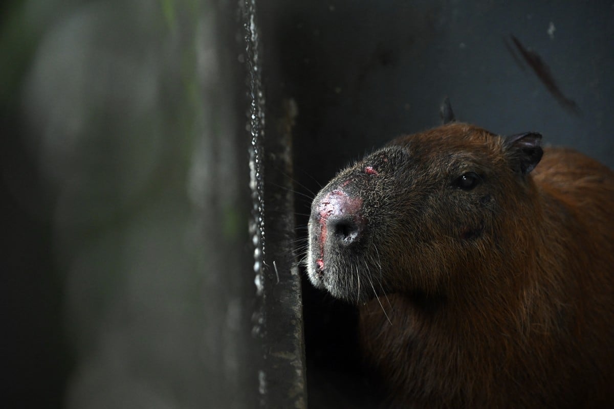 Se observan heridas en el hocico de un capibara (Hydrochoerus hydrochaeris) bajo cuidado en el Centro de Recuperación de Animales Silvestres de la Universidad Estácio de Sá, en el barrio de Vargem Pequena, en la zona suroeste de Río de Janeiro.