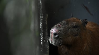 Capibara es agredida en Brasil y permanece en estado delicado: seis adultos detenidos y dos menores implicados
