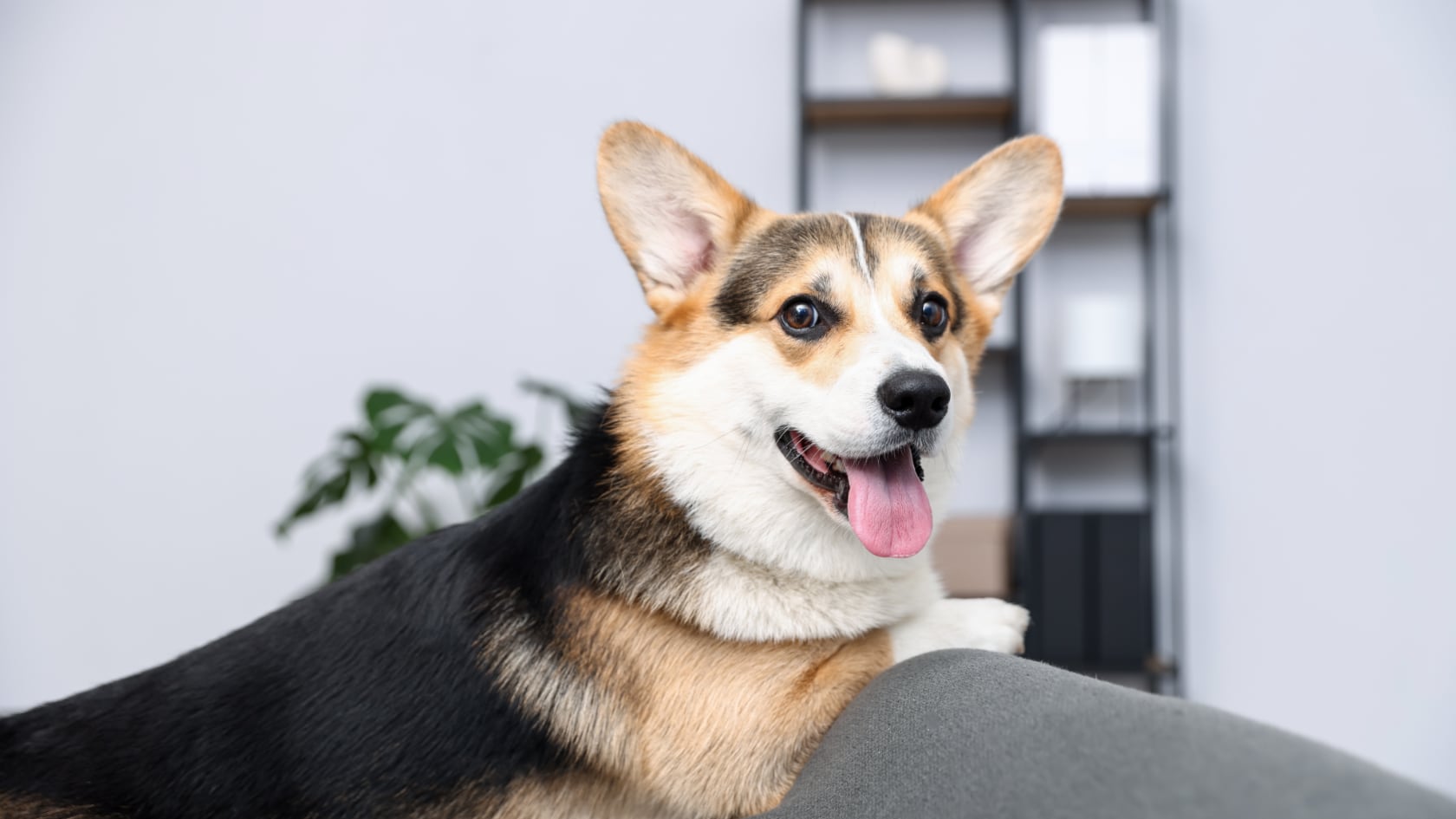 Los perros modifican el aire del hogar al liberar partículas, amoníaco y CO2. El estudio cuantificó su impacto frente a los humanos.