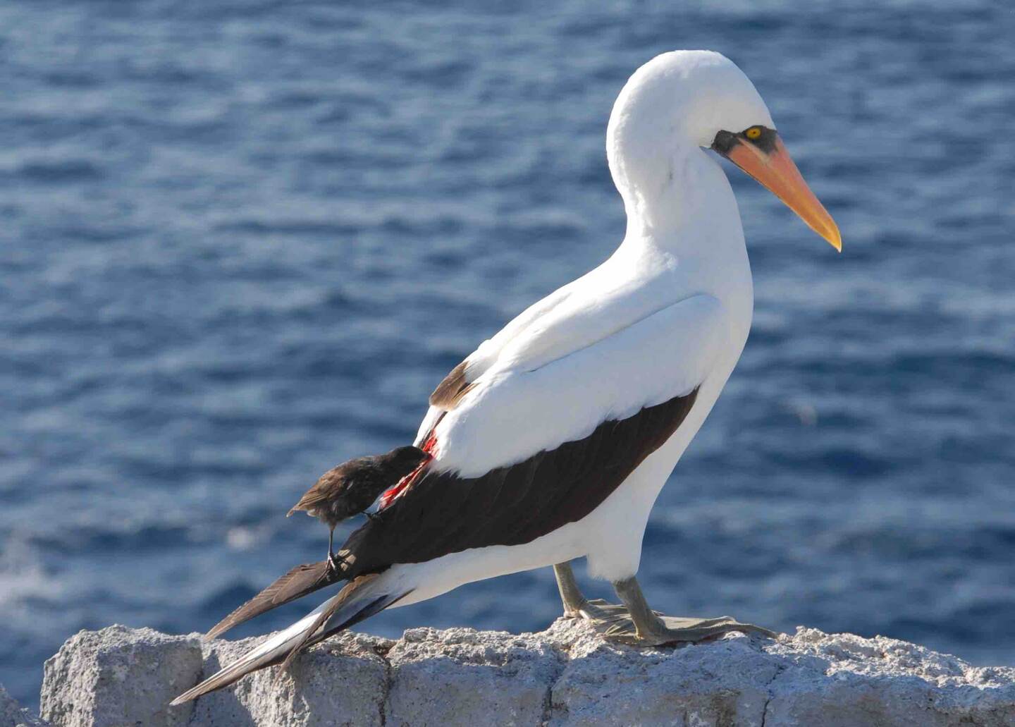 El pinzón vampiro, un ave que vive en las Islas Galápagos, se alimenta de la sangre de otras aves como los piqueros de Nazca
