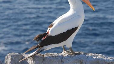 Ave que se alimenta de sangre en las Islas Galápagos intriga a la ciencia