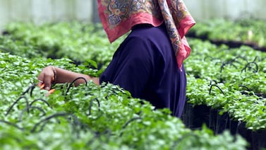 Empresa de plantas cierra y deja a 400 sin empleo