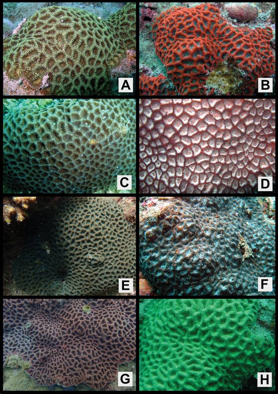 Coral