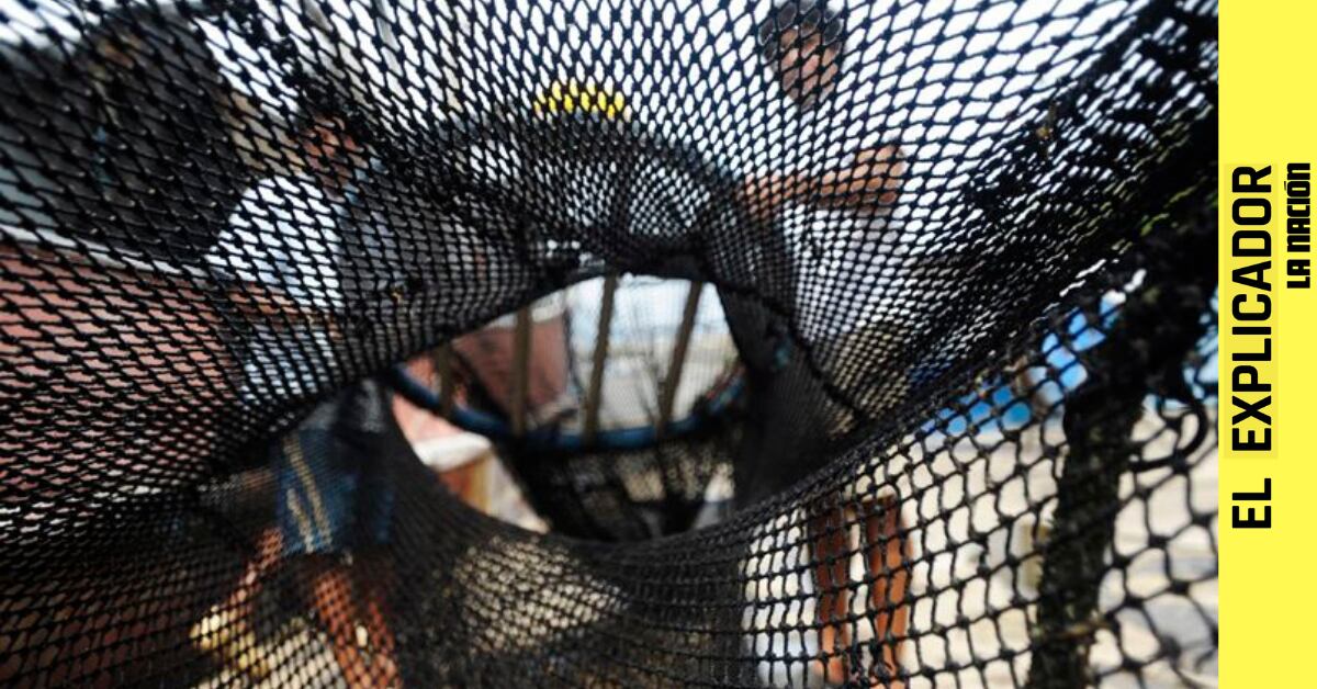 El Explicador | ¿Qué es la pesca de arrastre y por qué es considerada como un “crimen ambiental”?