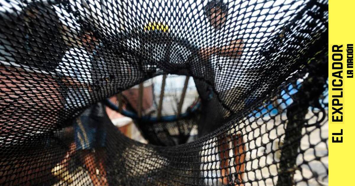 El Explicador | ¿Qué es la pesca de arrastre y por qué es considerada como un “crimen ambiental”?