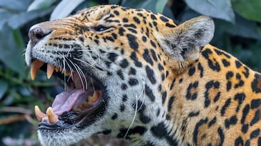 Antes de los ‘therians’ ya éramos zoológico: hipocresía, rugidos y pánicos selectivos