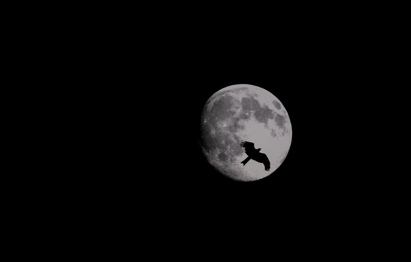La Luna controla cuándo comen y gastan energía las aves nocturnas, revela estudio científico