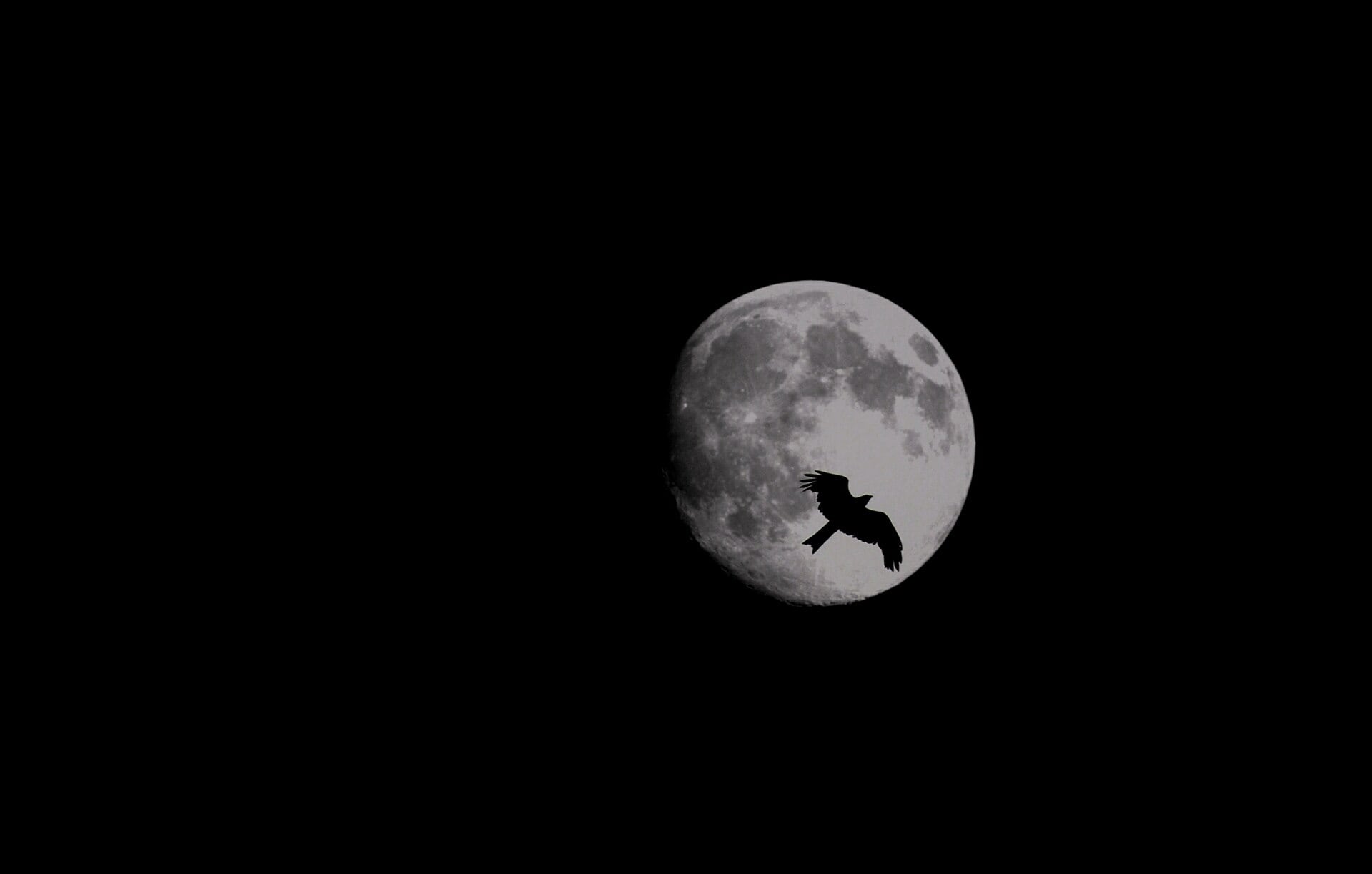 La luz lunar regula la actividad, energía y ciclos anuales de un ave nocturna, según datos de más de una década.