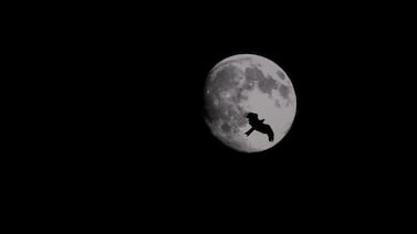 La Luna controla cuándo comen y gastan energía las aves nocturnas, revela estudio científico