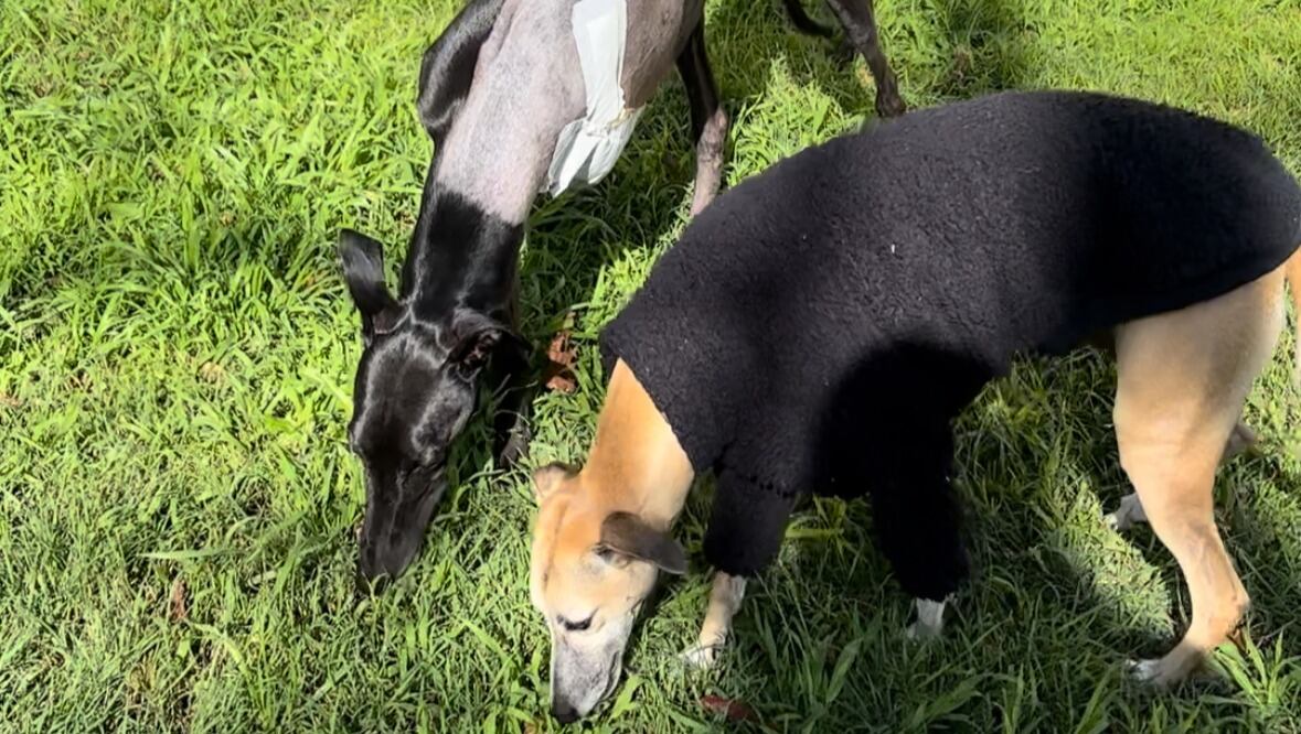 Mozart vuelve al parque