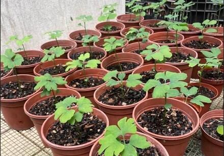 Las semillas de árboles sobrevivientes al bombardeo en Hiroshima se ofrecen a instituciones que se comprometan a cuidar los árboles a perpetuidad.