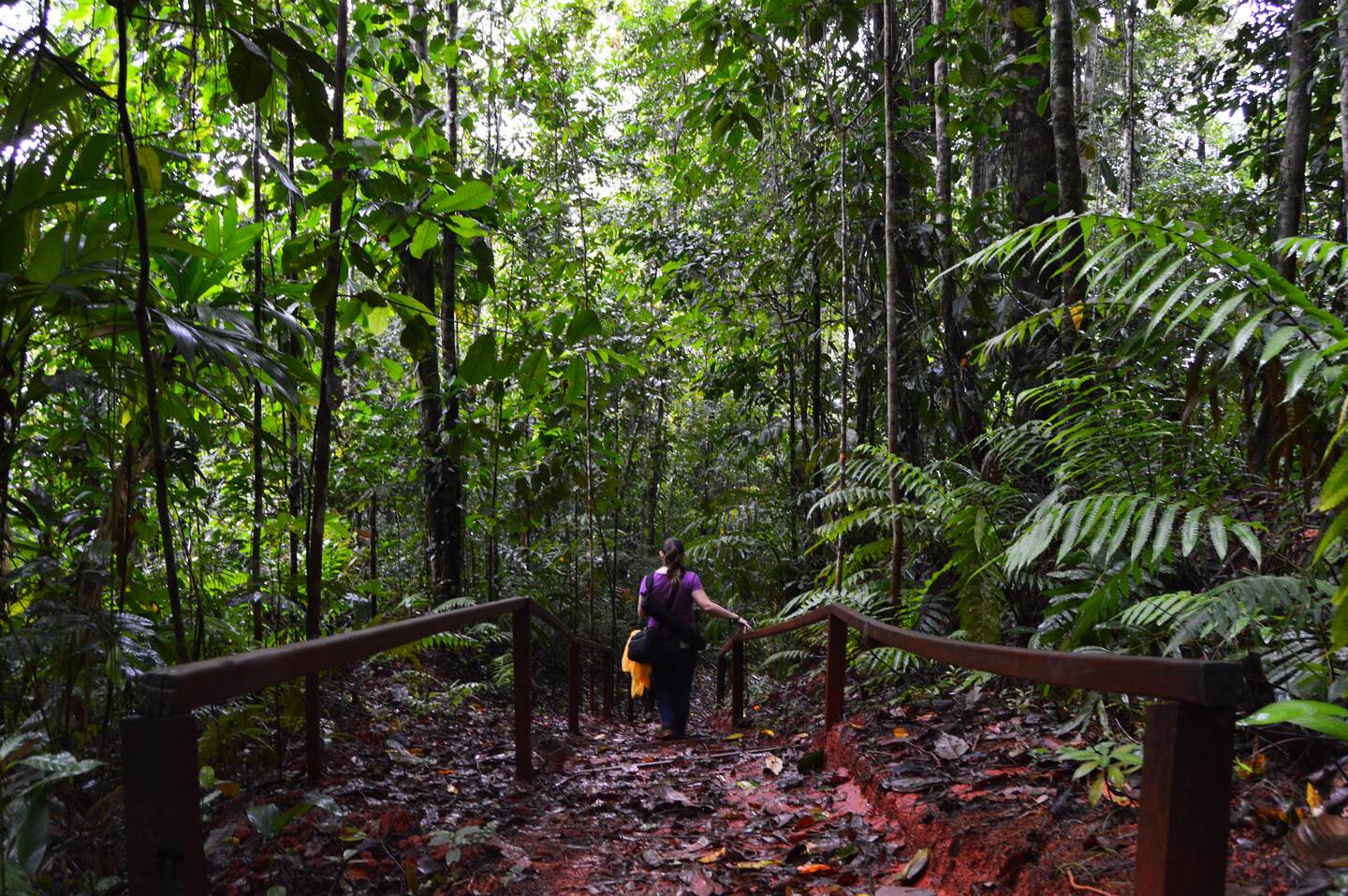 Proyecto busca que las comunidades de Alto San Juan, Bahía Chal y San Juan de Sierpe, gestionen el Arboretum Luis Jorge Poveda Álvarez, donde se observan especies endémicas o únicas en el mundo. Foto: Fundación Neotrópica