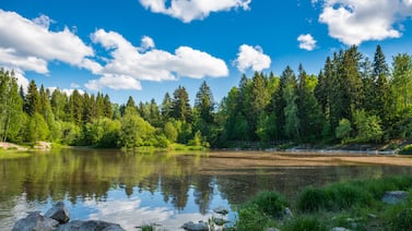 Descubrieron la misteriosa razón por la cual los árboles en Finlandia tienen oro en su interior