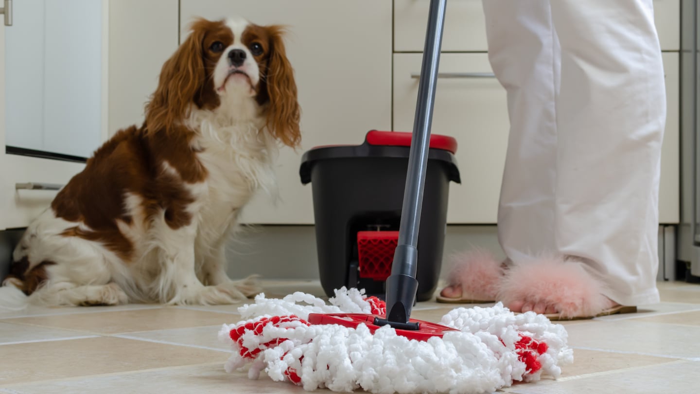 ¿Cómo quitar el olor a orina de perro en casa?