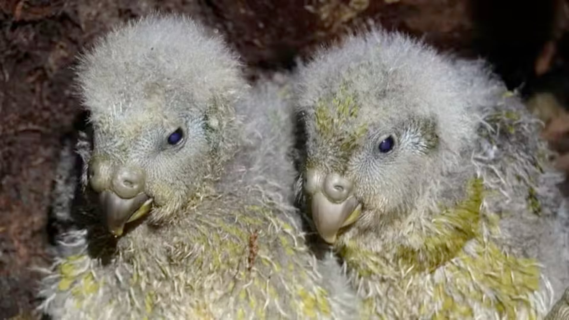 Nueva Zelanda registra 105 nacimientos de kākāpō en 2026. La especie suma 235 adultos y enfrenta alta mortalidad.