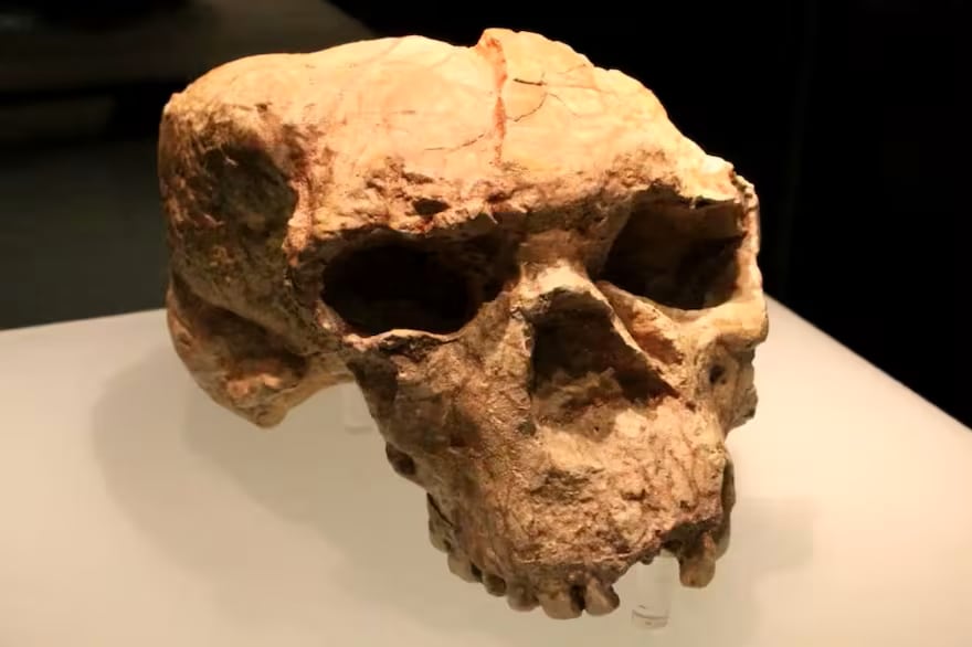 El cráneo Yunxian 2, de más de un millón de años, sugiere un origen humano más antiguo y complejo con fuerte presencia en Asia.