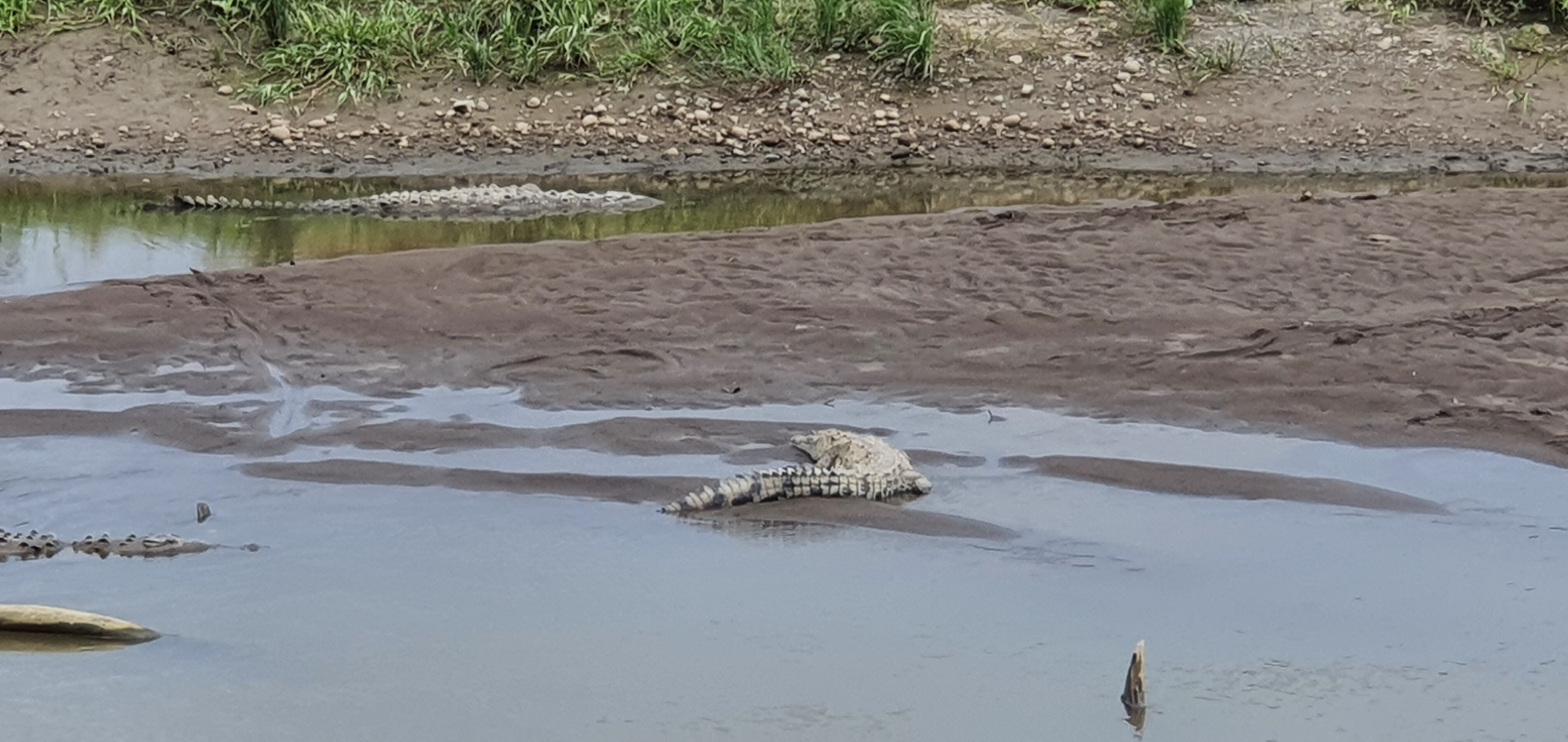 En esta época de apareamiento de cocodrilos, algunos machos son expulsados por otros más fuertes y por eso es común ver algunos en zonas por las que no es usual que pasen. Foto: Cortesía Iván Sandoval.