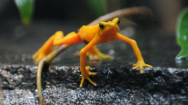 Científicos liberan en Panamá ranas en peligro de extinción tras años de aislamiento