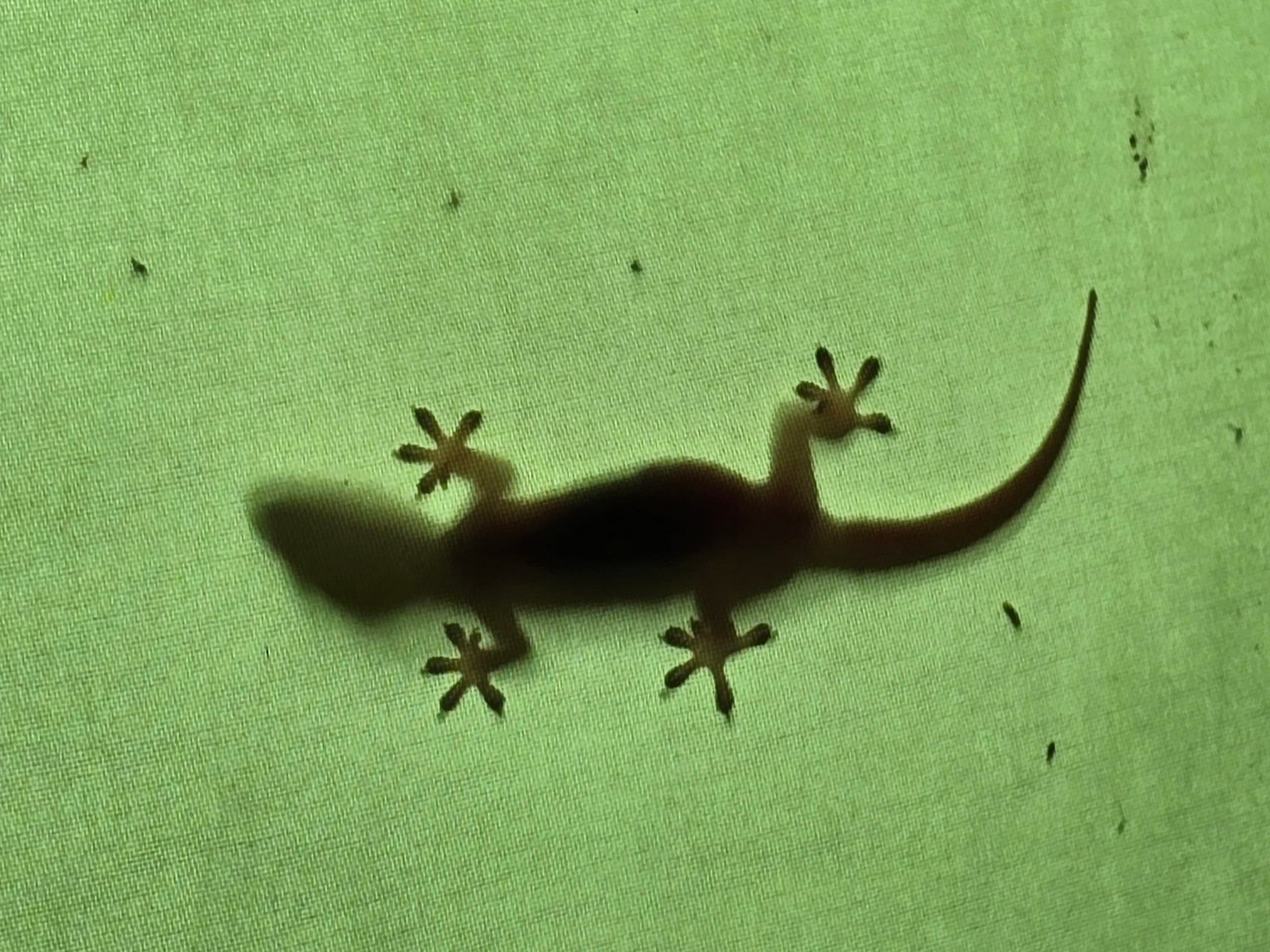 Reflejo de un geko
