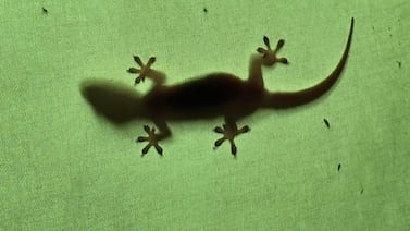 La palabra alemana que explica la crisis emocional del mundo