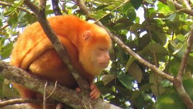 ¿Por qué en Costa Rica están apareciendo monos aulladores con pelaje amarillo? Así lo investigan los científicos