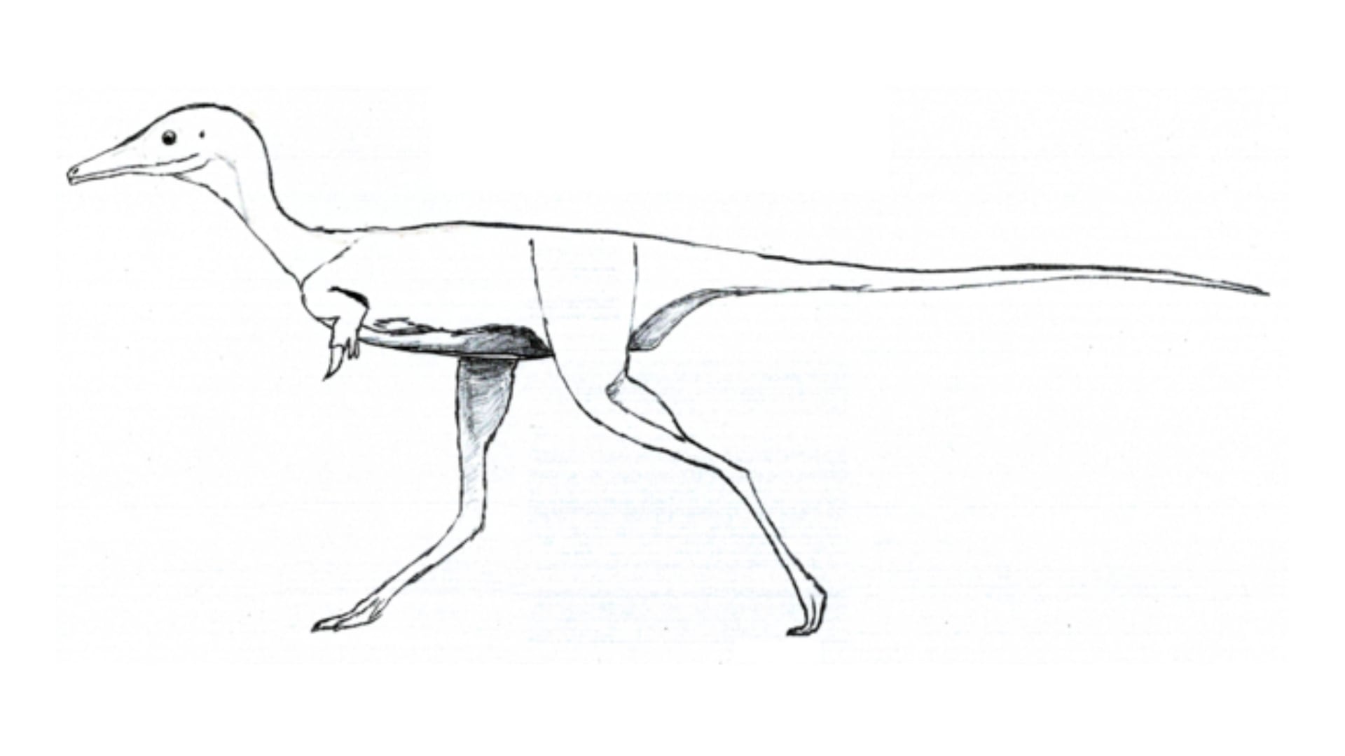 Un estudio en 'Nature' muestra que los alvarezsauroideos no se hicieron progresivamente más pequeños.