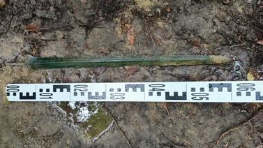 Encuentran una espada de 2.700 años clavada en el suelo de un bosque en Polonia