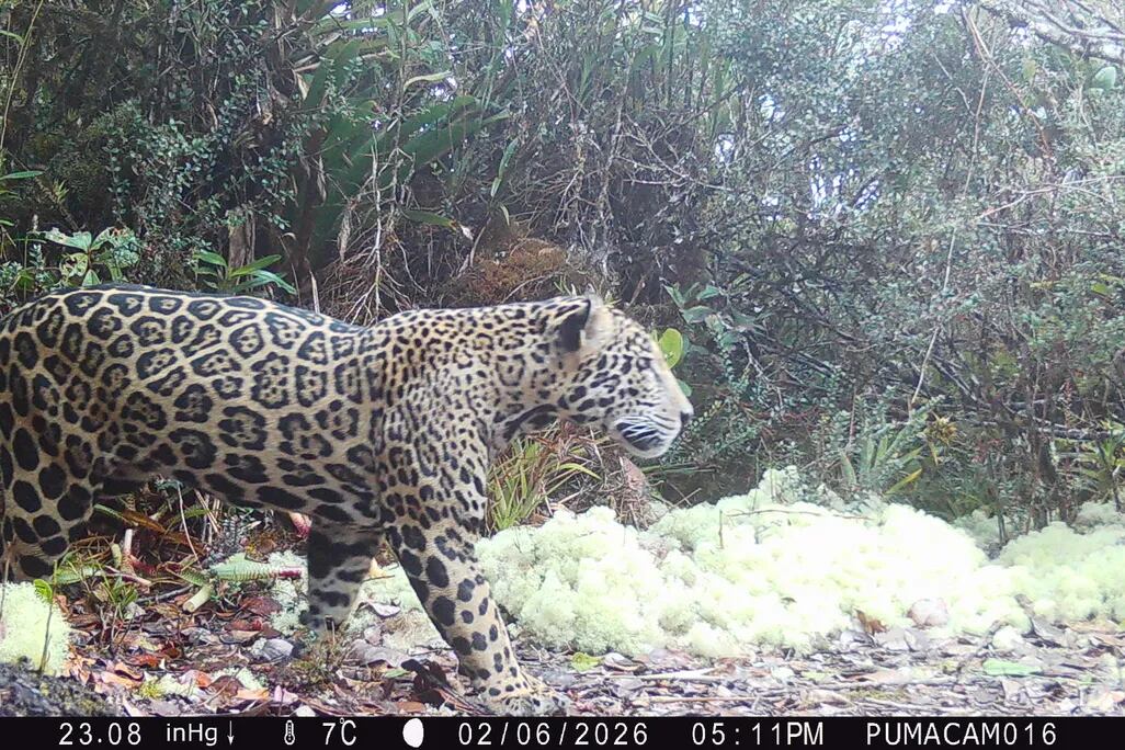 La captura de un jaguar en una zona montañosa de Honduras fue presentada como evidencia del funcionamiento de corredores biológicos.