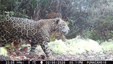 Jaguar reaparece en montañas de Honduras tras una década y refuerza resultados de conservación